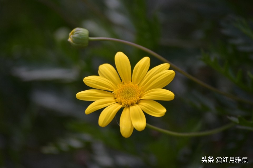 春菊古诗原文解释（春菊整首诗歌赏析）