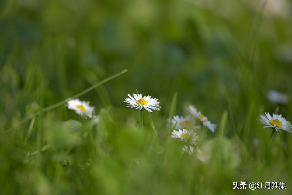 春菊古诗原文解释（春菊整首诗歌赏析）