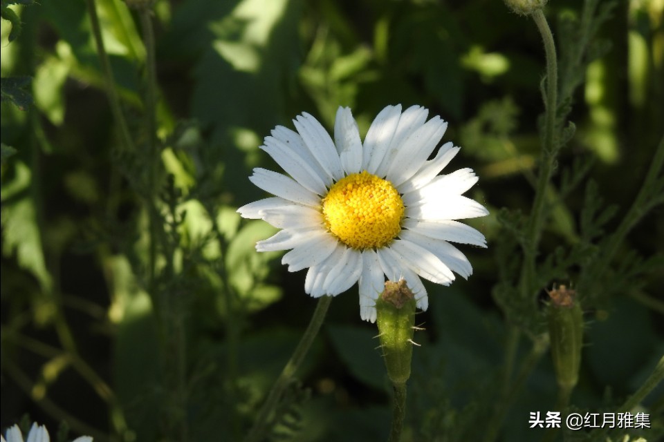 春菊古诗原文解释（春菊整首诗歌赏析）