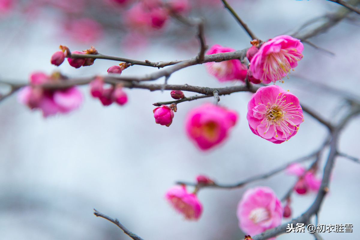 年年岁岁花相似全诗解释（代悲白头翁诗文赏析和翻译）