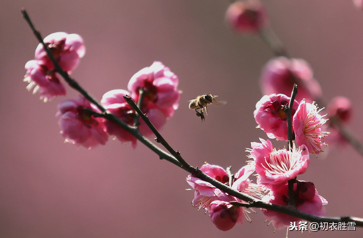 年年岁岁花相似全诗解释（代悲白头翁诗文赏析和翻译）