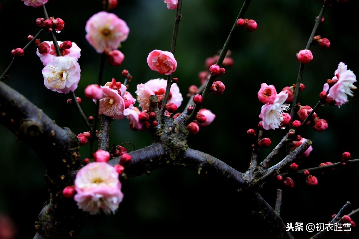 年年岁岁花相似全诗解释（代悲白头翁诗文赏析和翻译）