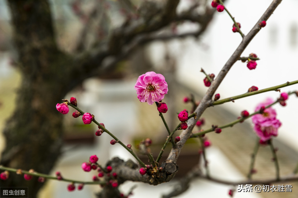 年年岁岁花相似全诗解释（代悲白头翁诗文赏析和翻译）