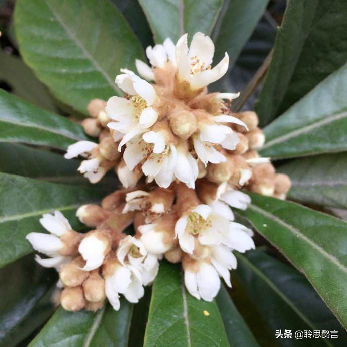 赞美枇杷诗句有哪些（精选这28首写枇杷的古诗）