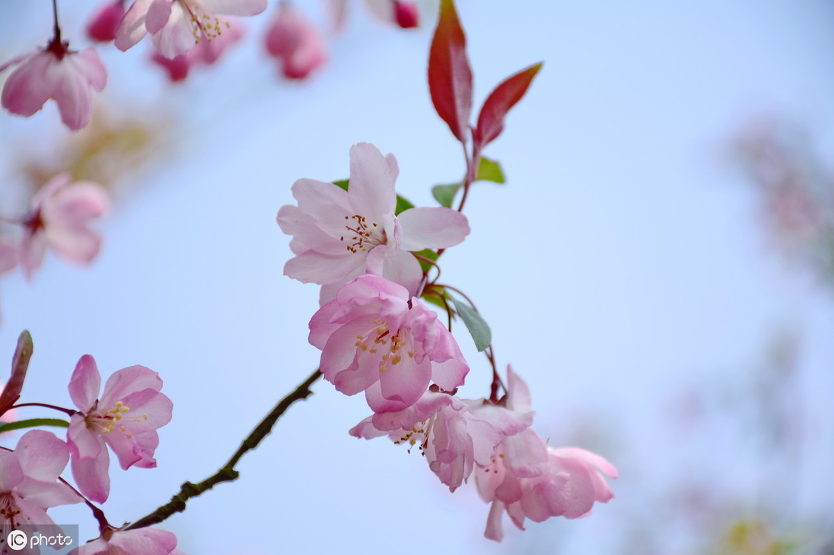 小学叶绍翁的诗有哪些（叶绍翁最出名的15首古诗）