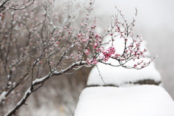 韩愈写物的诗有哪些（韩愈的春雪名诗赏析和诗意）