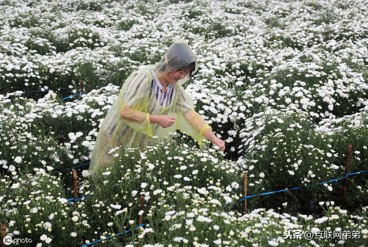 描写菊花古诗词100首（摘抄这30首赞美菊花的古诗）