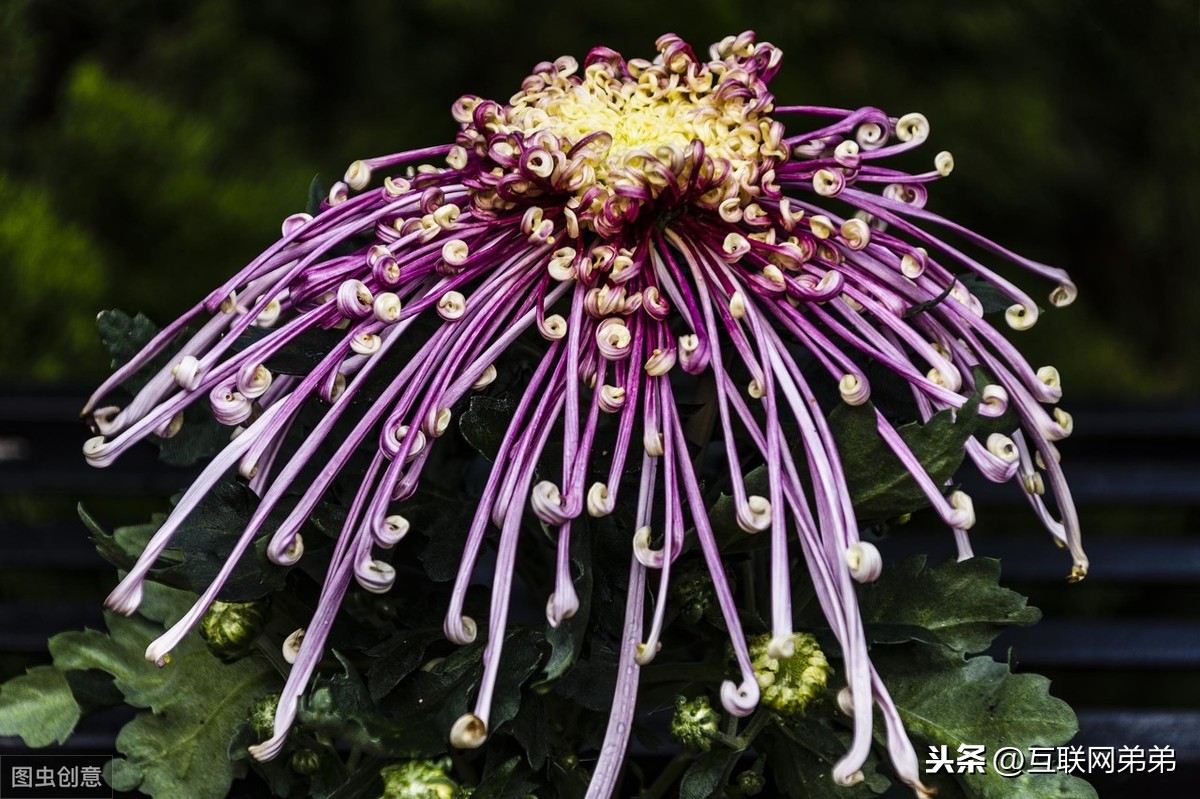 描写菊花古诗词100首（摘抄这30首赞美菊花的古诗）