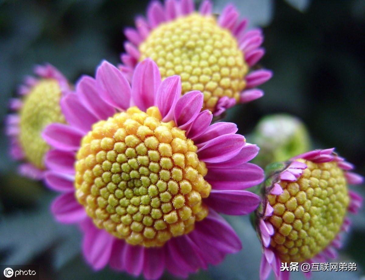 描写菊花古诗词100首（摘抄这30首赞美菊花的古诗）