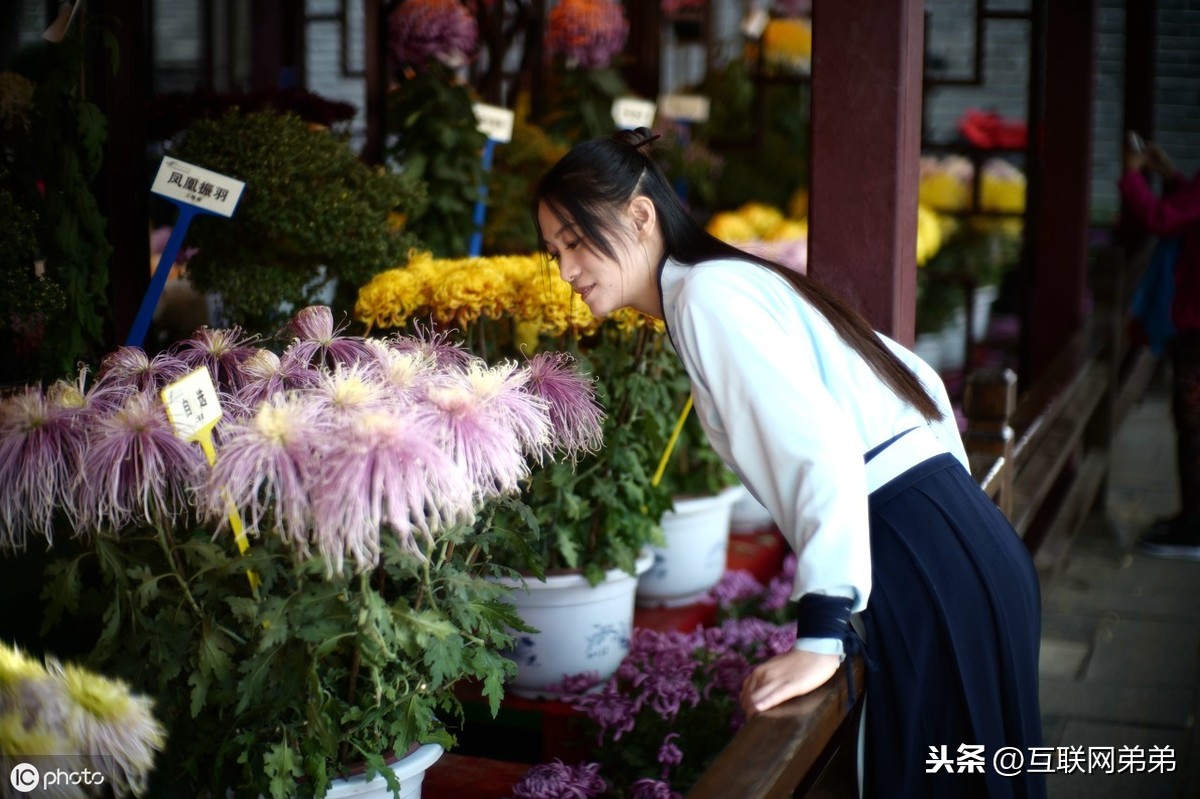 描写菊花古诗词100首（摘抄这30首赞美菊花的古诗）