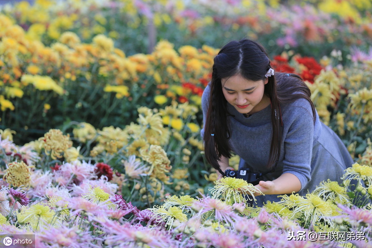 描写菊花古诗词100首（摘抄这30首赞美菊花的古诗）