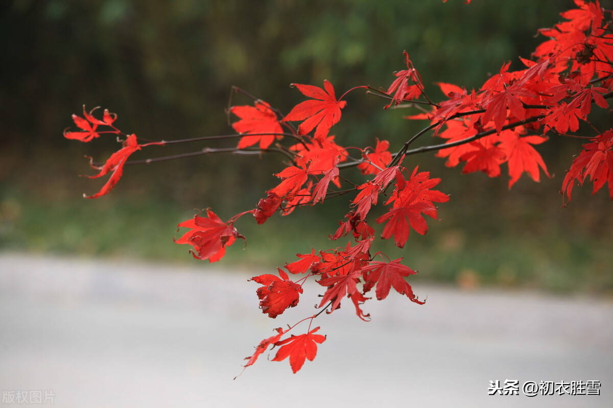 歌松芦苇诗句有哪些（古人写芦苇的3首古诗）