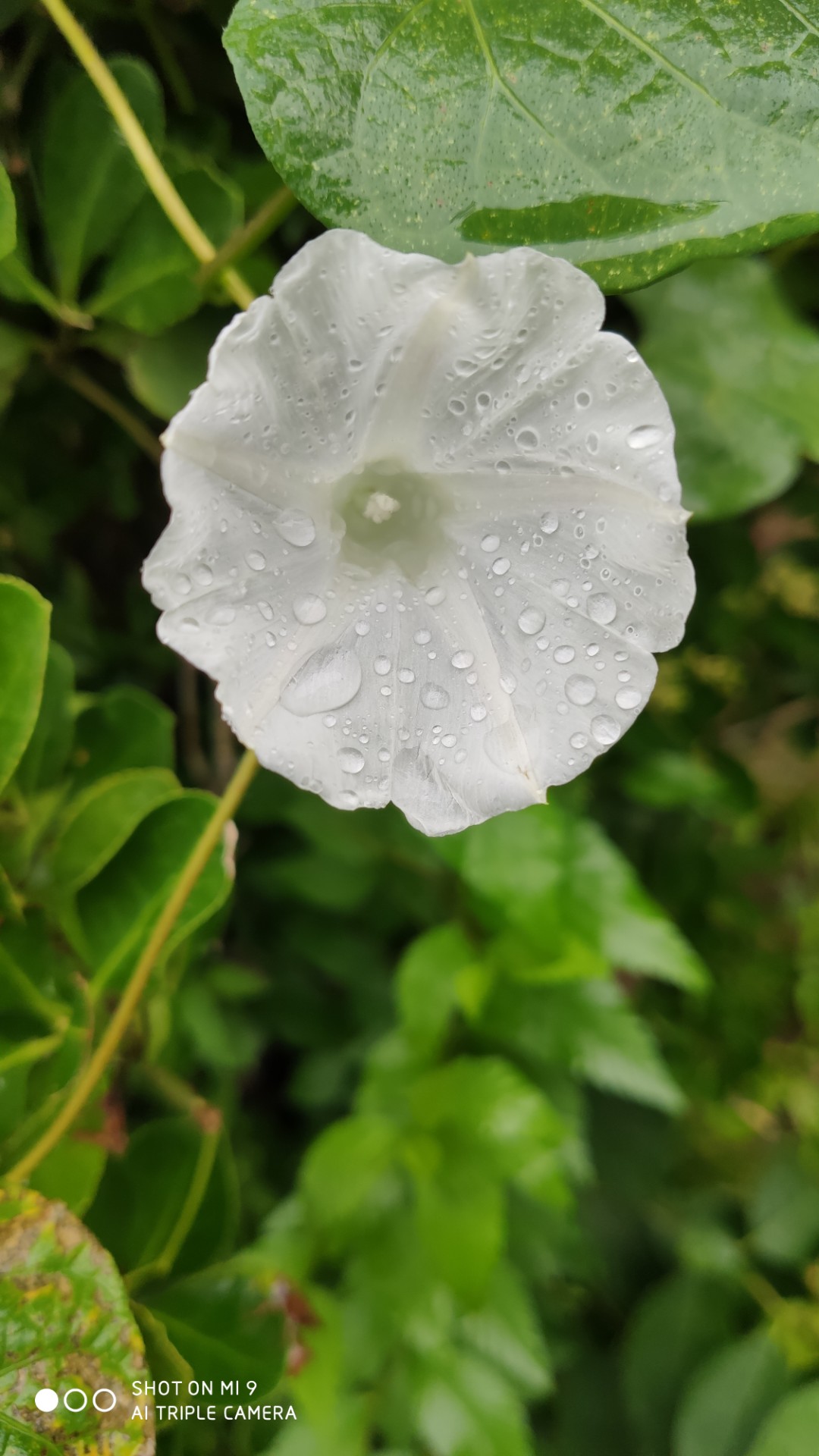 描写牵牛花的诗句有哪些（赞美喇叭花的3首古诗）