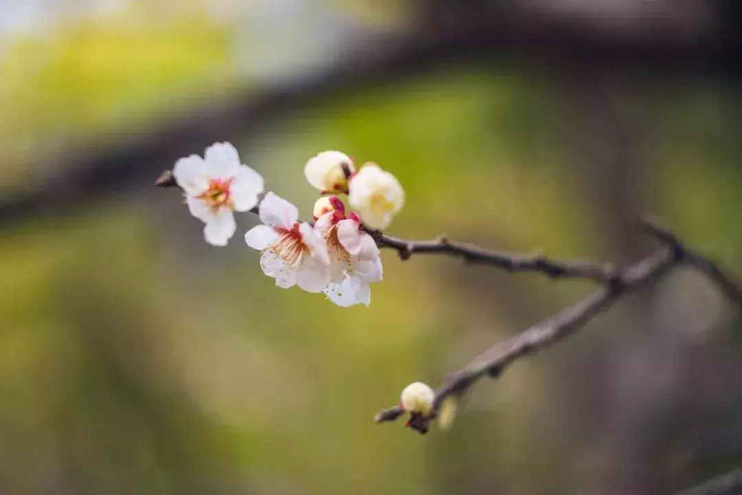 芳菲四月天的诗句（7首赞美四月春暖花开优美诗词）