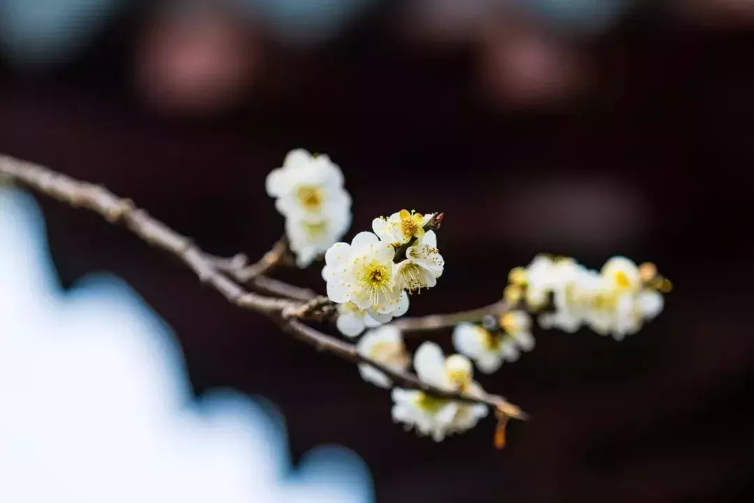 芳菲四月天的诗句（7首赞美四月春暖花开优美诗词）