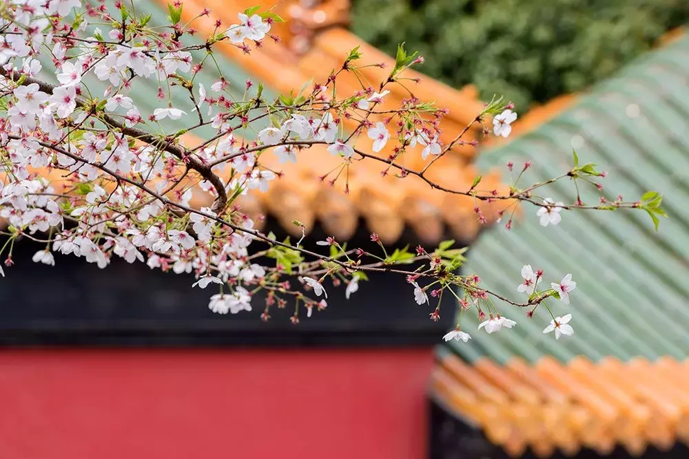 芳菲四月天的诗句（7首赞美四月春暖花开优美诗词）