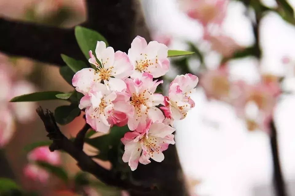 芳菲四月天的诗句（7首赞美四月春暖花开优美诗词）