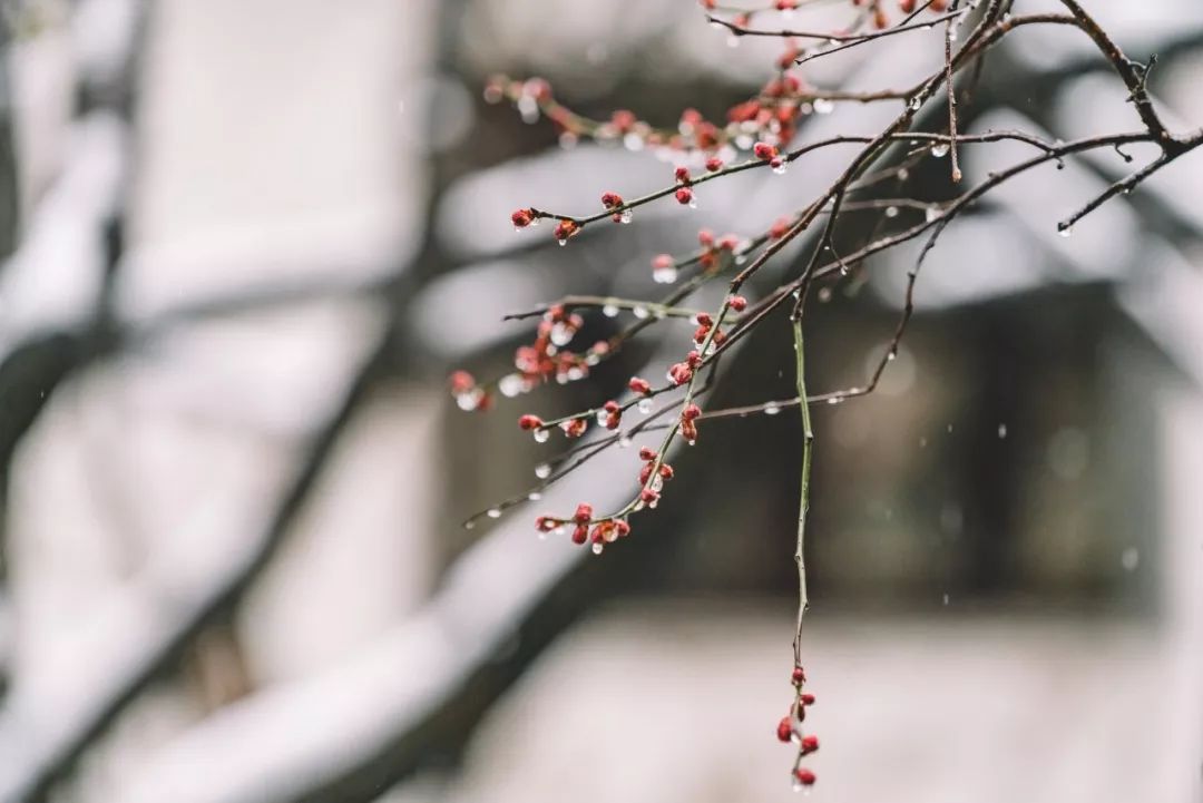 雪诗句有哪些（10首赞美雪景的唯美古诗词）