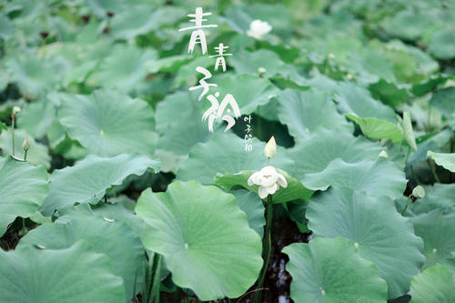 青青子衿悠悠我心是什么意思（诗经郑风默写和解释）