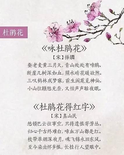 关于春花的诗句有哪些（赞美春季之花的古诗大全）