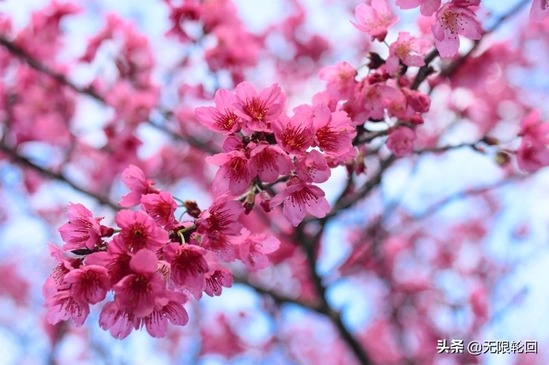 关于樱花的诗句有哪些（5首赞美樱花美景的唯美诗词）