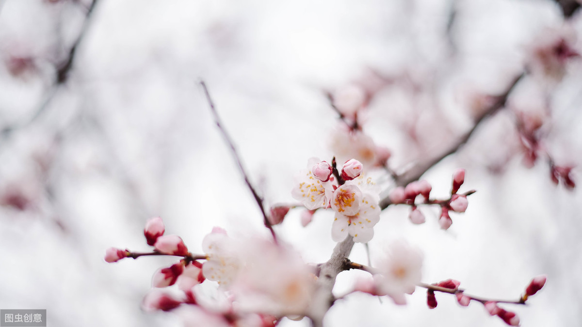 唯美伤感雪诗句大全（描写雪景的30条唯美诗句）