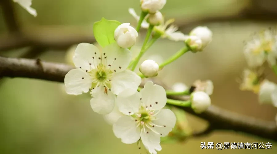 柳絮池塘淡淡风全诗（无题油壁香车不再逢古诗词赏析）