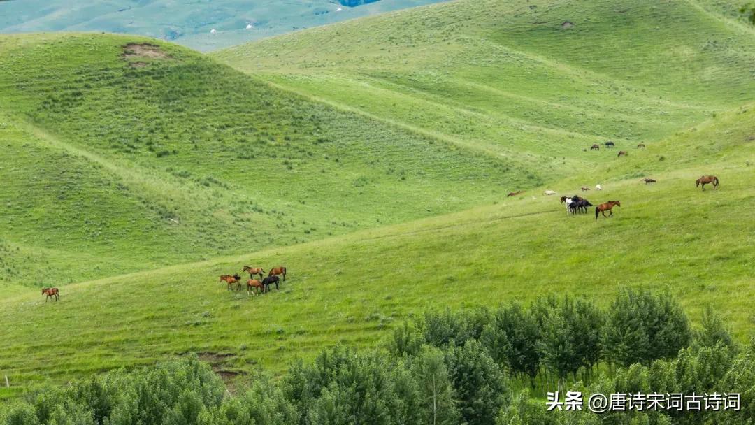 风吹草低见牛羊是哪首诗（敕勒歌全诗赏析和诗意解释）