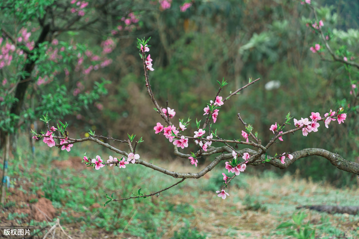 白居易赞美桃花的诗句古诗（灼灼桃花之美的经典古诗赏析）