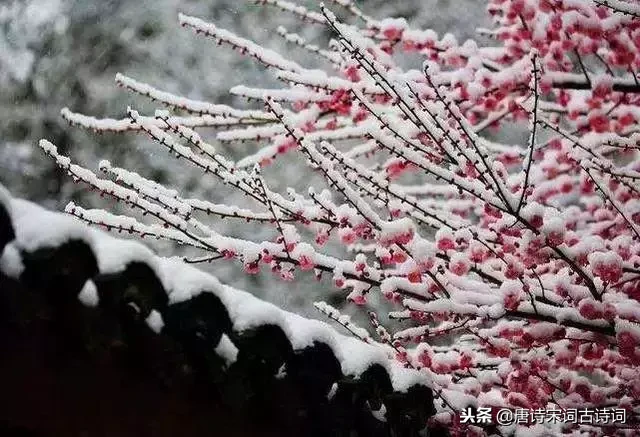 有关雪的诗句有哪些（赞美雪景之美的66条唯美诗词）