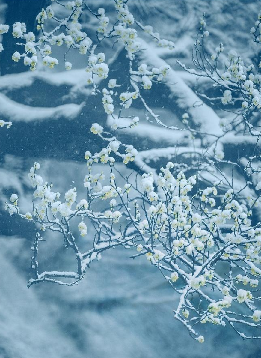 梅花花诗句古诗大全（最美的10首咏梅励志诗）