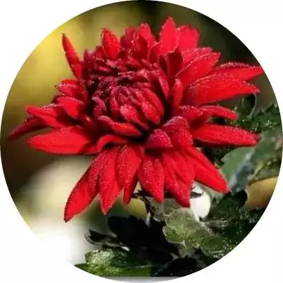 描写菊花的诗句有哪些（关于菊花的10条唯美诗词）