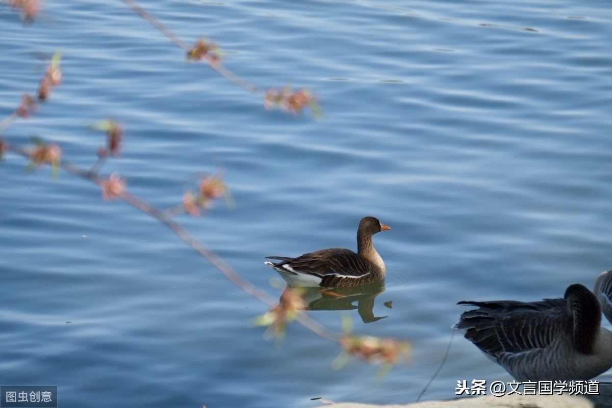 春江水暖鸭先知全诗译文（惠崇春江晚景二首古诗解释）