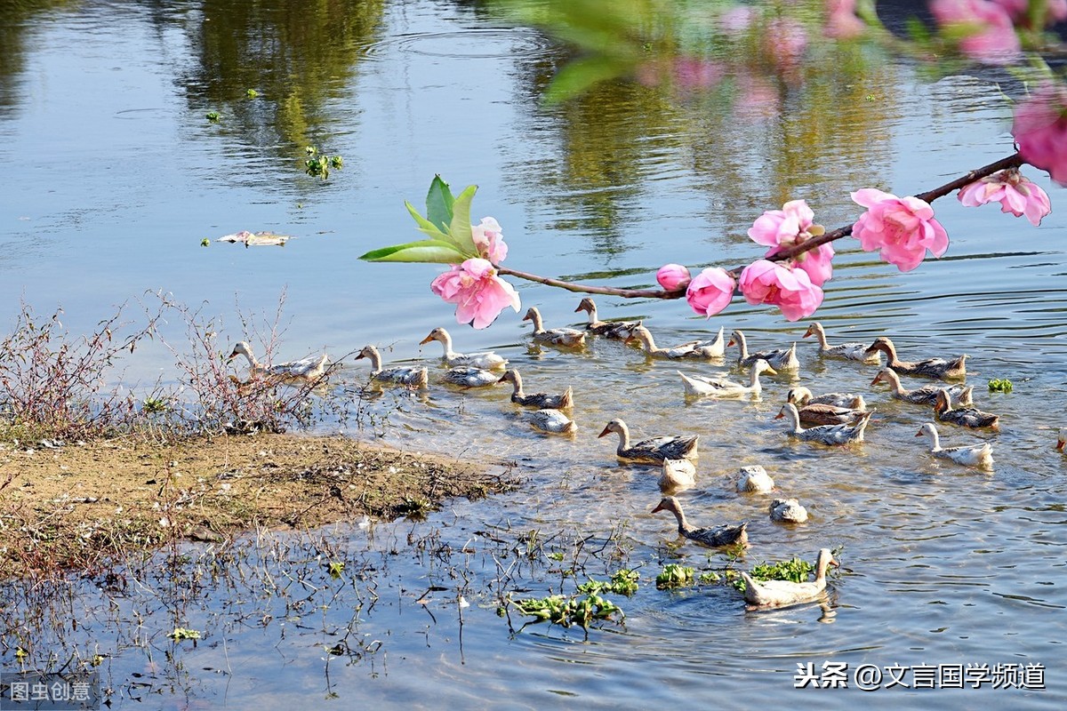 春江水暖鸭先知全诗译文（惠崇春江晚景二首古诗解释）