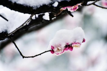 梅花花诗句古诗大全（最美的10首咏梅励志诗）
