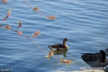 春江水暖鸭先知全诗译文（惠崇春江晚景二首古诗解释）