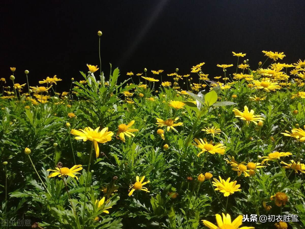 含有菊的诗句及作者（陶渊明最出名的3首咏菊诗）