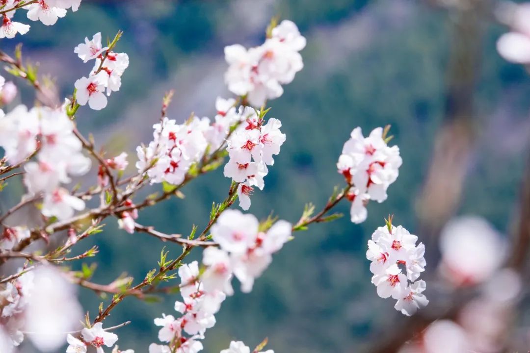 和桃花有关的诗句有哪些（形容桃花的唯美诗词大全）