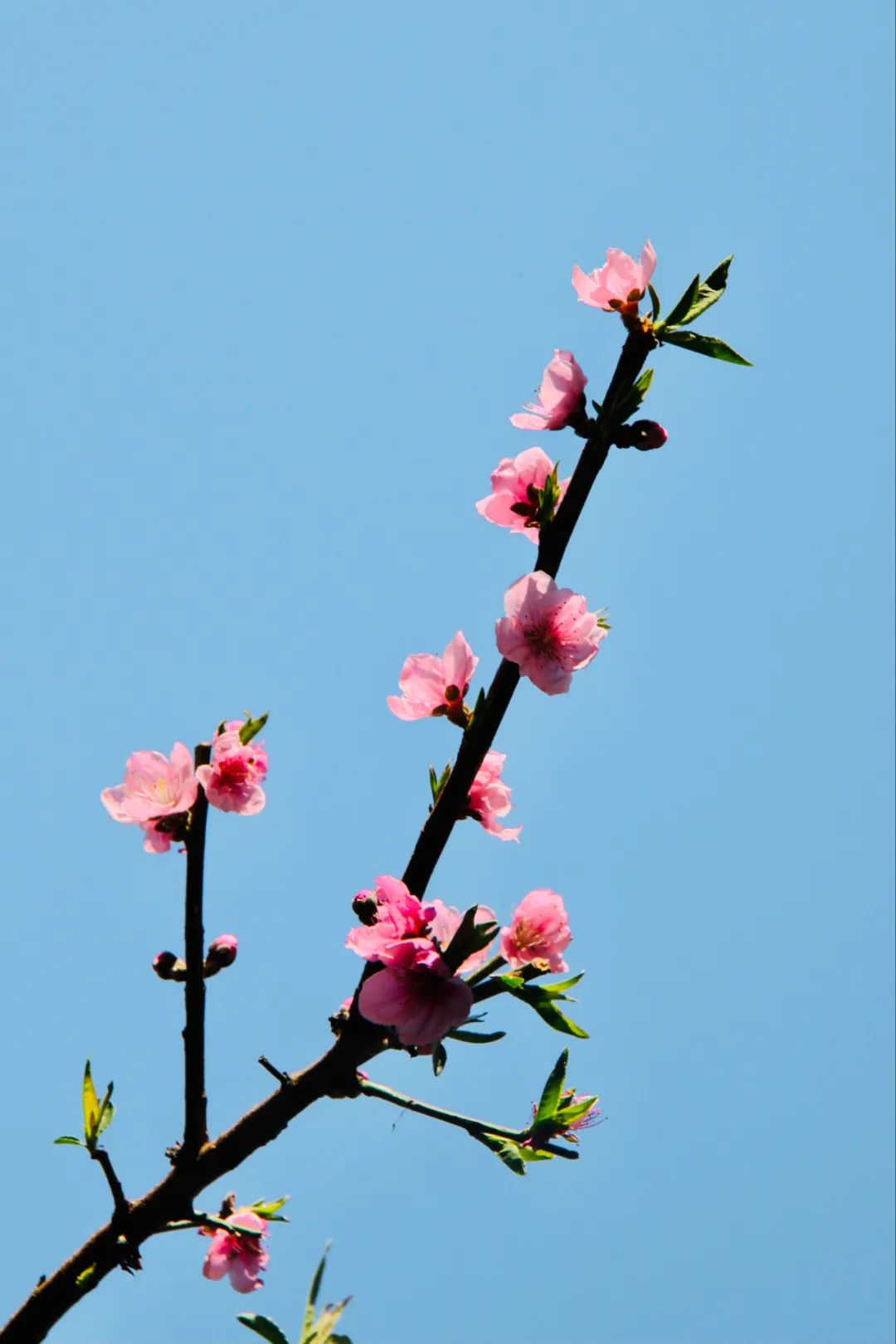 和桃花有关的诗句有哪些（形容桃花的唯美诗词大全）