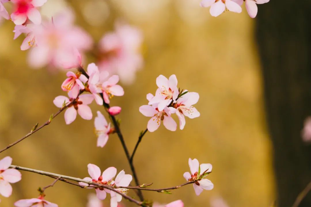 和桃花有关的诗句有哪些（形容桃花的唯美诗词大全）