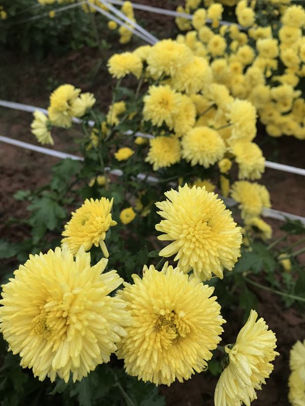 带菊的诗句有哪些（古今最出名的10首咏菊诗）