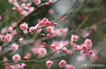 古诗雪梅原文及译文（卢钺的雪梅诗文解释）