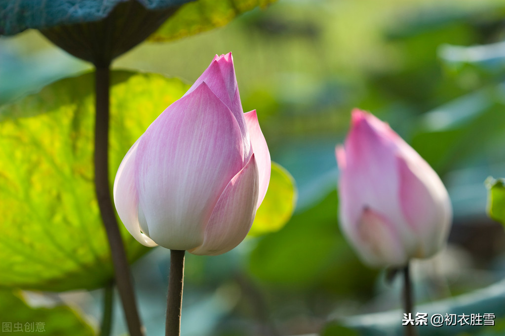 关于莲花的诗句和俗语（莲花最有禅意的句子）