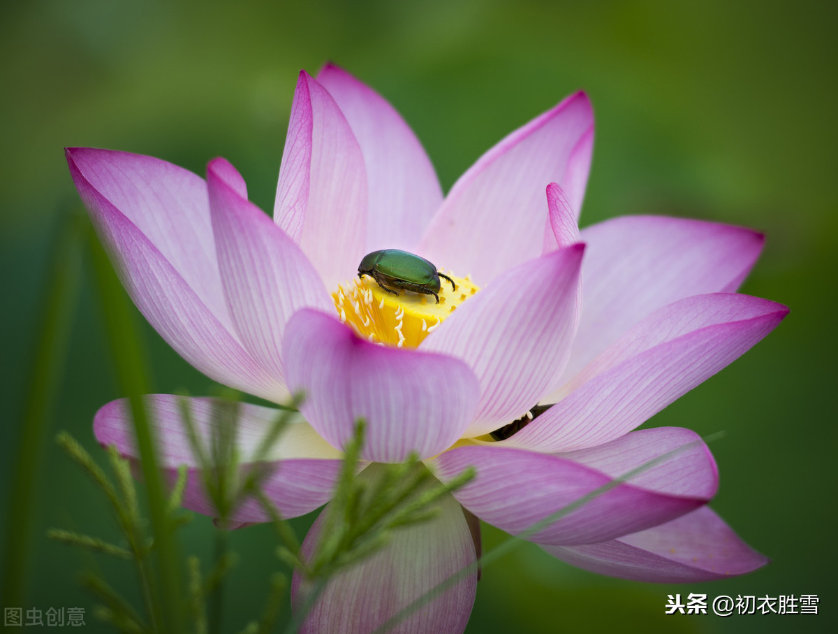 关于莲花的诗句和俗语（莲花最有禅意的句子）