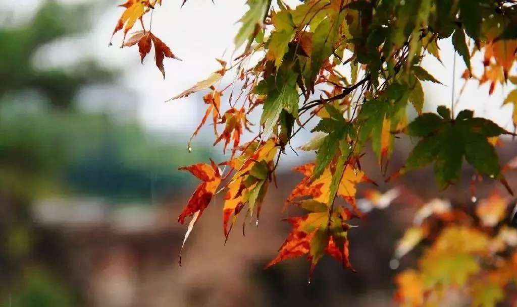 秋雨古诗词大全集（关于秋雨的诗词佳句）