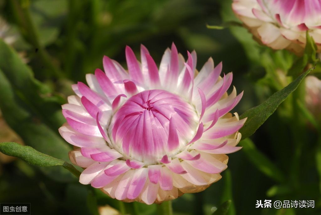 菊花这首诗的志向（赞美菊花的古诗鉴赏）