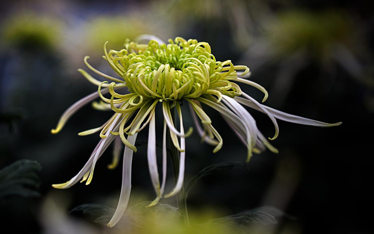 关于菊花的古诗有哪些（不同意象的菊花诗）