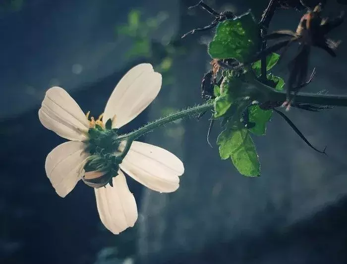 写谷雨节的古诗词（谷雨节气古诗大全）