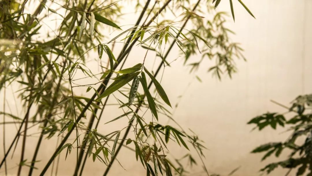 描写竹的诗有哪些（借助竹子赞美人物气节的诗）
