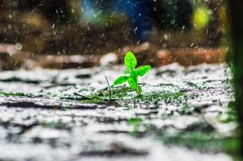 写雨的诗歌有哪些（关于写雨的诗10首）